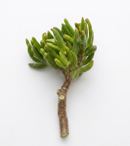Bouture crassula gollum - bouture,