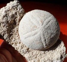 OURSIN FOSSILE MIOCÈNE DE LA