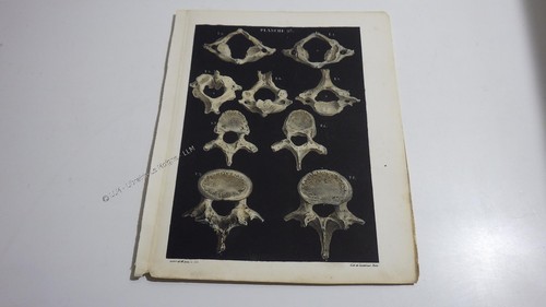 1850 lithographie couleur - 1850.lithographie,