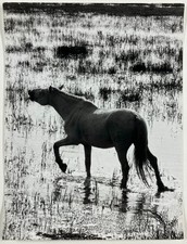 PHOTO ANIMAUX : CHEVAL BLANC