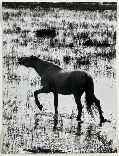 Photo animaux cheval - photo,