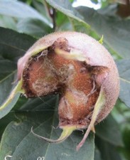 ♫ NEFLIER - Mespilus