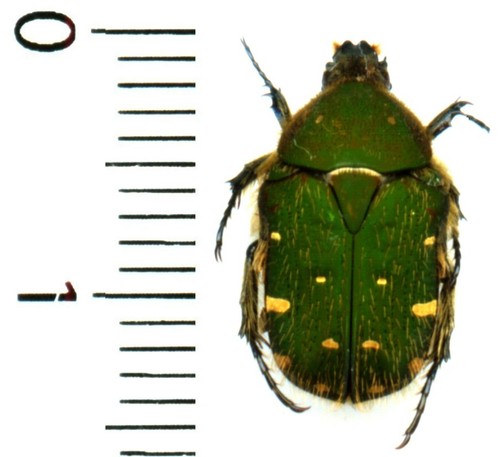 Cetoniidae oxycetonia - -,