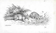 Joseph OBERTHUR Fennec Zerda