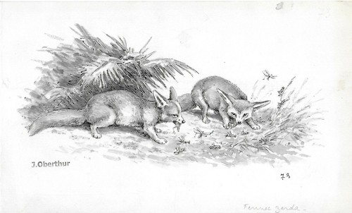 Joseph oberthur fennec zerda - joseph,