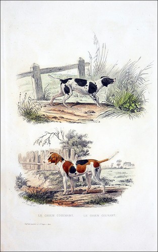 Cynologie - de, chasse)