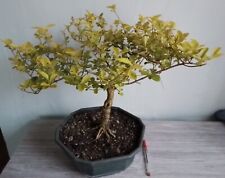 Ligustrum ovalifolium ”Lemon