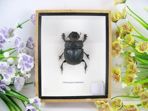Heliocopris dominus - heliocopris,