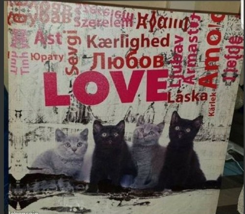 Toile imprimée chats - imprimée,