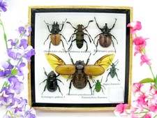 Insectes 3D - exotiques réel