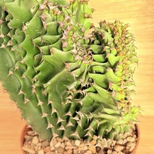 Euphorbia erythrea f