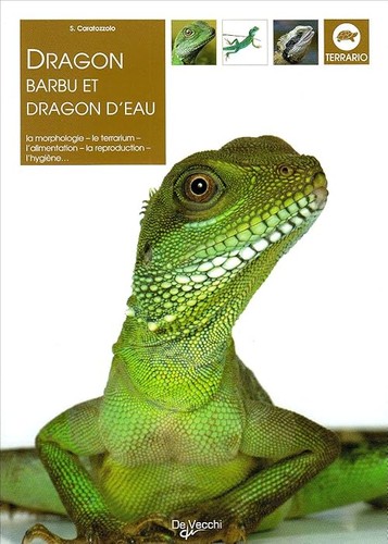 Dragon barbu eau - barbu,