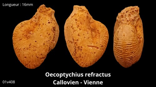 Ammonite oecoptychius - ammonite,