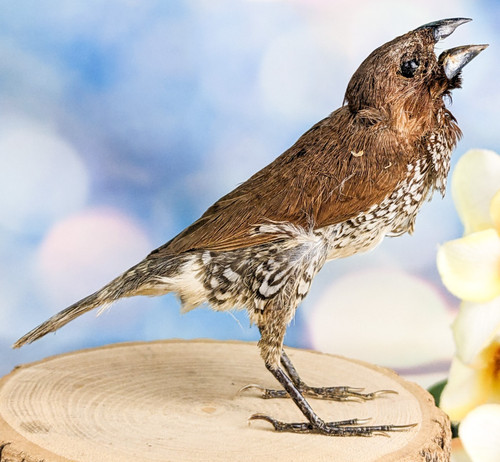 Bird tree sparrow - tree, specimen