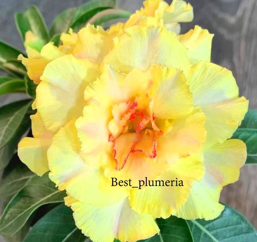 Adenium obesum desert rose - obesum,