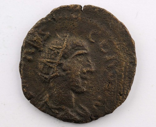 Pisidia claudius gothicus - claudius,