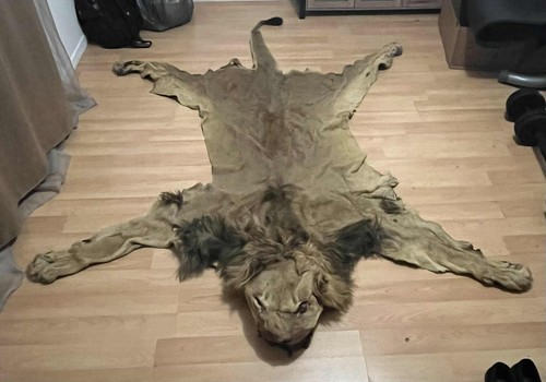 Peau lion - lion, (tapis)