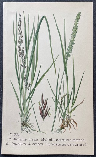 Botanique molinie bleue - molinie,