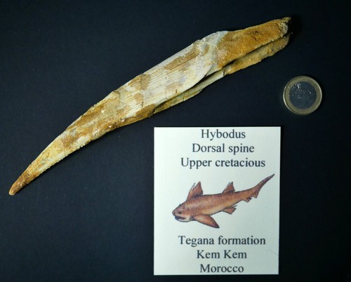 fossile poisson