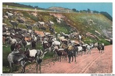 ASHP15-0943-ANIMAUX - UN