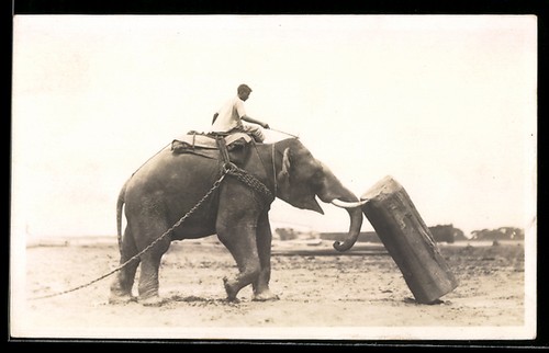 éléphant travail avec - de,