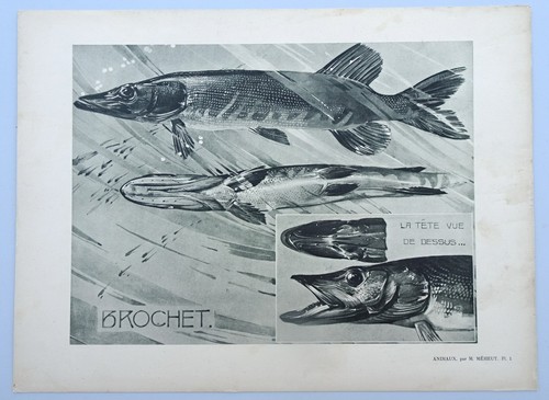 Planche animaux mathurin - planche,