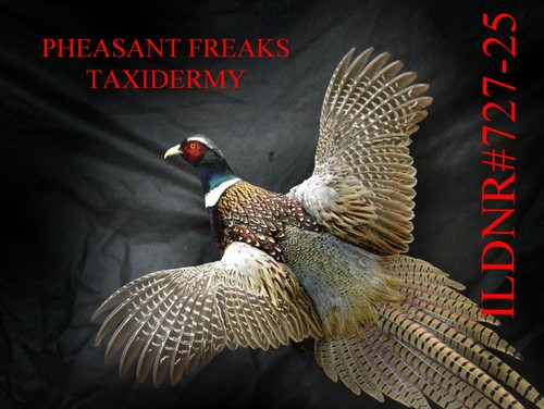 Pheasnt taxidermy mount flying - pheasnt,