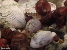 PLANORBES LOT DE 10 - ESCARGOTS EAU DOUCE AQUARIUM - PLANORBES 
