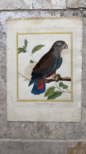 Perroquet varié cayenne - varié,