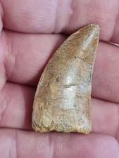 dent de Carcharodontosaurus