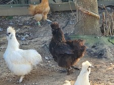 4 Œufs Fécondés Negre Soie