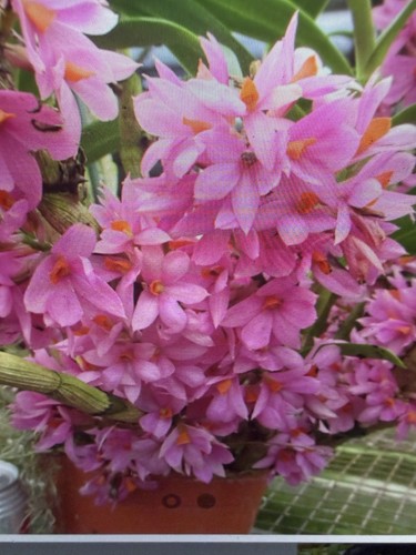 Orchid plants den hibiki - orchid,