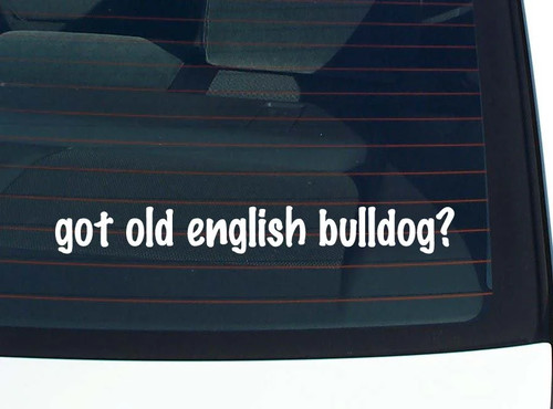 Got old english bulldog - got, bulldog?