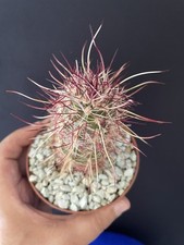 Cactus Plante Succulente Echinocereus Chloranthus cylindricus SUPERBE ÉPINES !!!