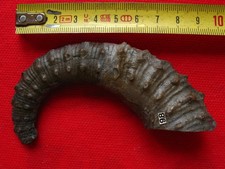 Ammonite hétéromorphe du