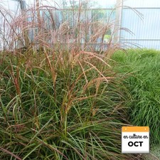 Miscanthus sinensis 'Ruby Cute' - Roseau de Chine rouge en automne