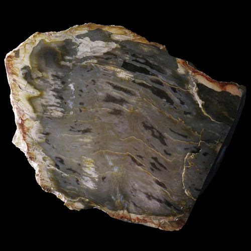 Bois fossile allier - fossile,