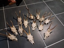 Massacre de chevreuil (prix