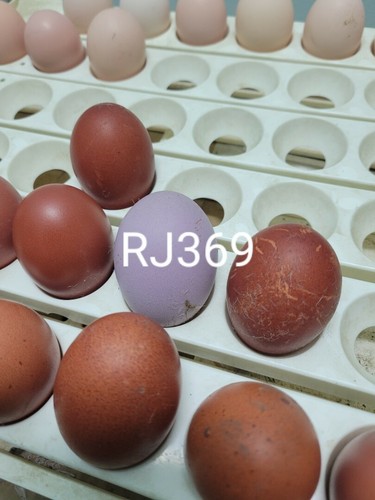 Lavender pink copper - copper, marans