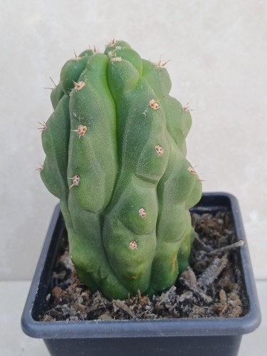 Monstrous cereus tripach - monstrous,
