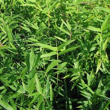 Pleioblastus pygmaeus