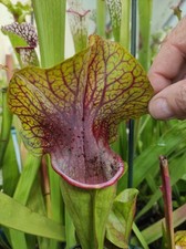 Sarracenia  Cv.  'Dantadelle'