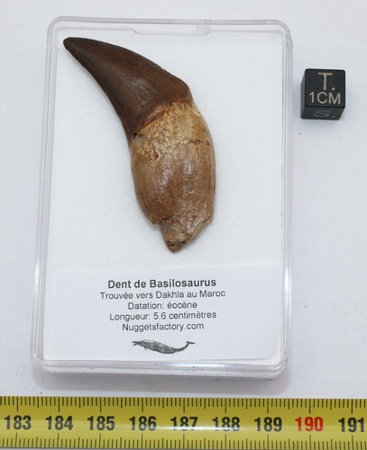 Dent basilosaurus dans une - basilosaurus,