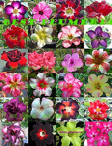 Adenium obesum desret - desret, rose