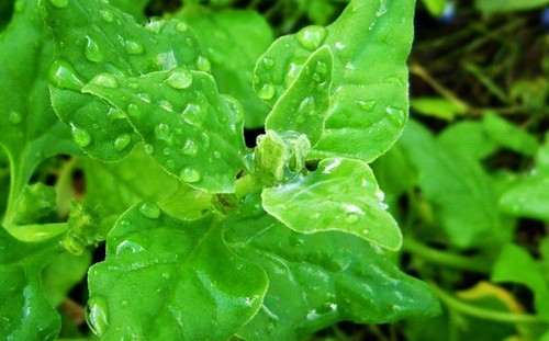 Graines tétragone - de,