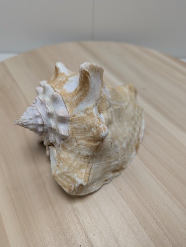 Magnifique grand coquillage - magnifique,