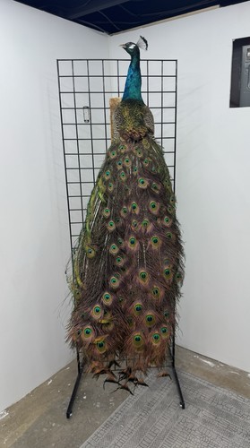 Beautiful peacock taxidermy - beautiful,