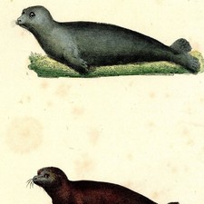 Histoire naturelle Phoque Vente Blanc Capuchon - Gravure originale XIXe