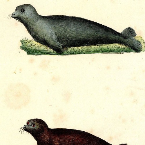 Histoire naturelle phoque - naturelle,