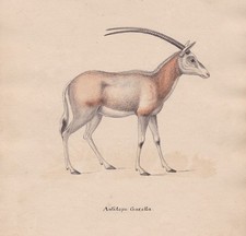 Gazelle Antilope Original